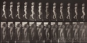Locomotion animale, planche 136 - Eadweard Muybridge